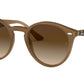 RB2180 turtledove